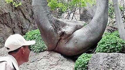 http://cdn.mamamia.com.au/wp-content/gallery/accidental-vaginas/tree-vagina-aol-news.jpg