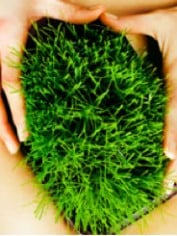 green green