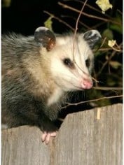 possum