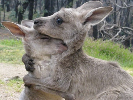 http://cdn.mamamia.com.au/wp-content/uploads/2011/02/kangaroos-.jpg