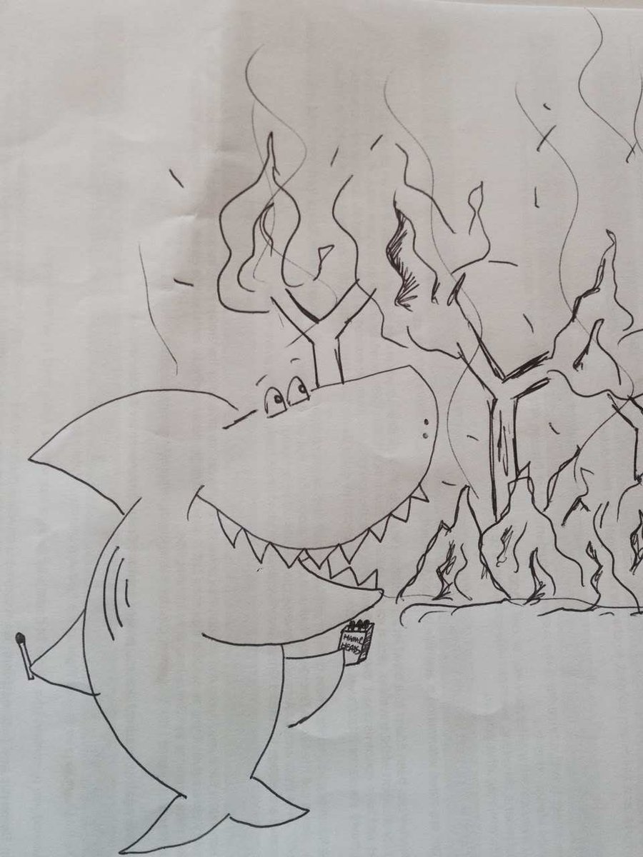 Shark starting bushfire culling sharks