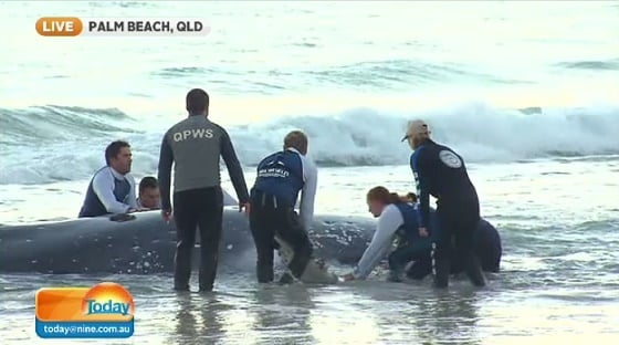 humpback whale free