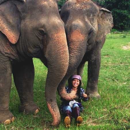 elephants 1