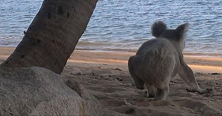 Stop Everything And Watch This Koala On The Beach Chilling Out