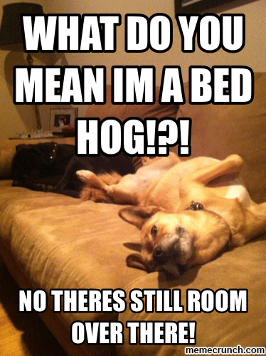 bed-hog.png