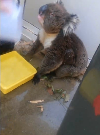 thirsty koala thirsty koala