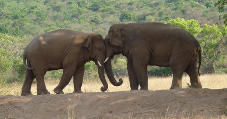 Love Sex And Fireworks An Elephant Love Story