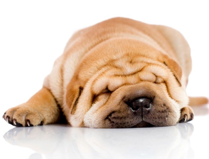sharpei_featuresize