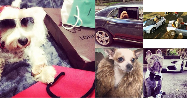 Introducing the Rich Dogs of Instagram. Introducing the Rich Dogs of Instagram.