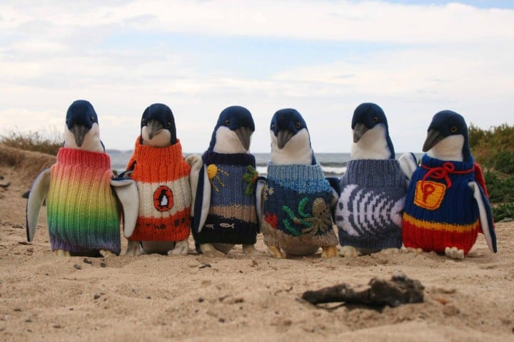 penguin-foundation-phillip-island