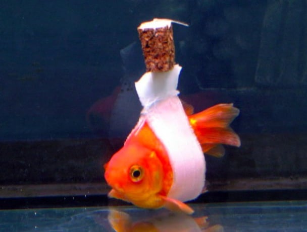 goldfish wheelchair