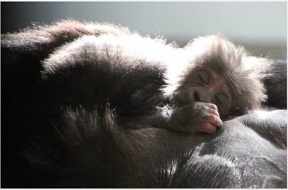 baby gorilla
