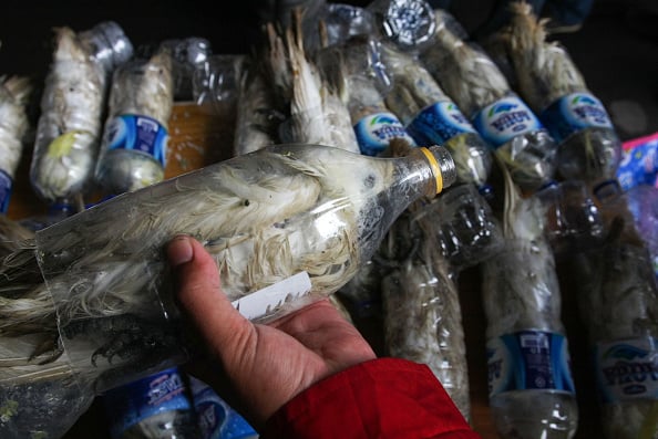 cockatoos in bottles