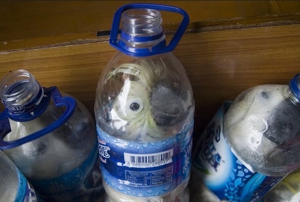 cockatoos in bottles