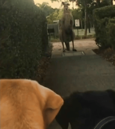 giant kangaroo
