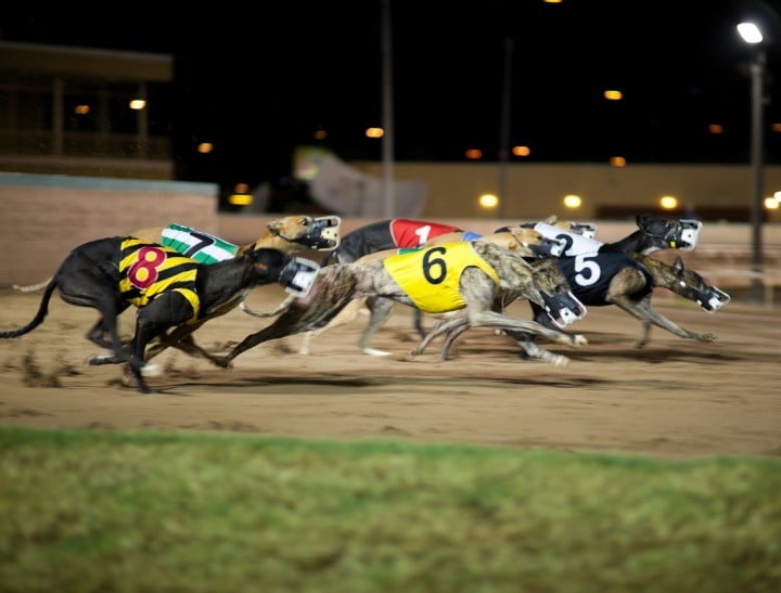 live dog racing online