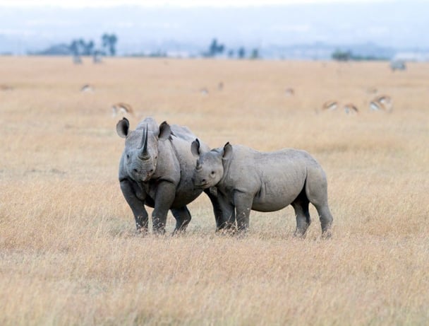 man kills rhino