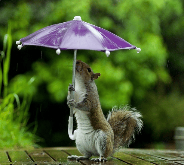 Please enjoy this squirrel holding a tiny umbrella. Please enjoy this squirrel holding a tiny umbrella.