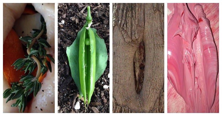 Things That Look Like Vaginas