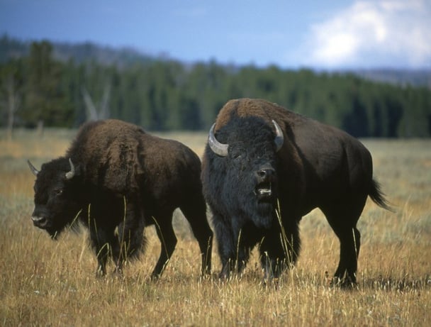 bison