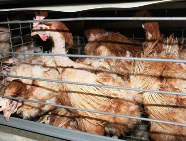 free range eggs price