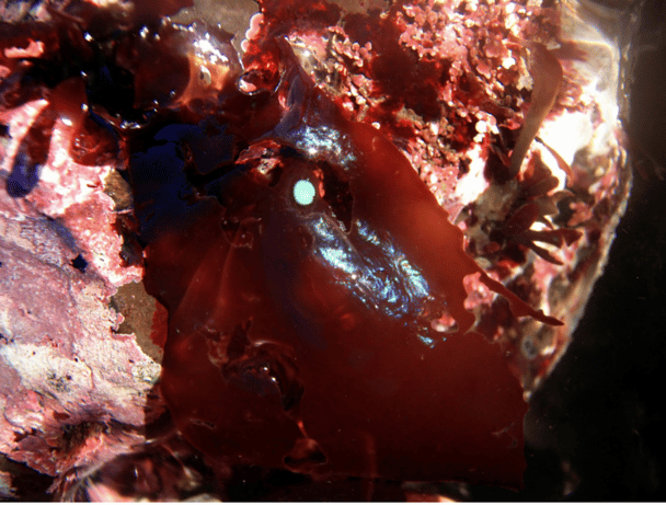 bacon seaweed