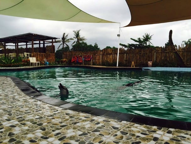 wake bali dolphins