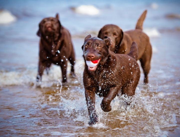 when to euthanise your pet