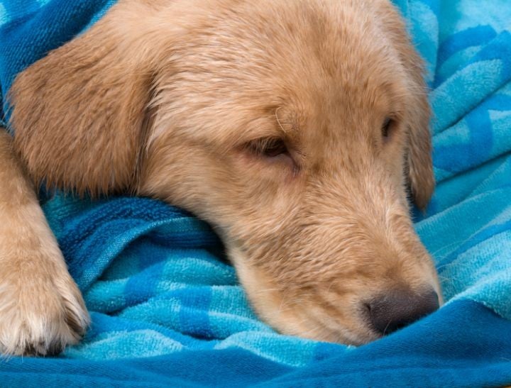 when to euthanise your pet