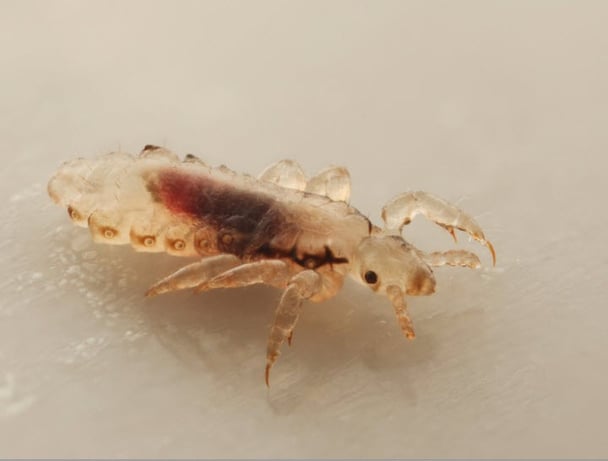 head lice resistance