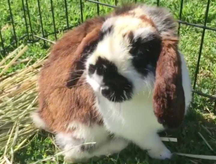 rescue pet oreo