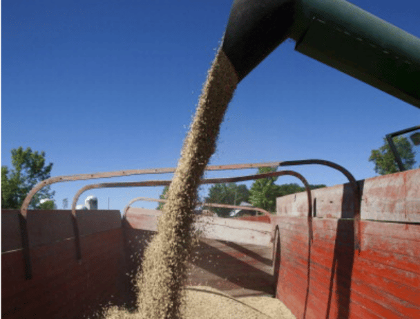 canola 1 720x547