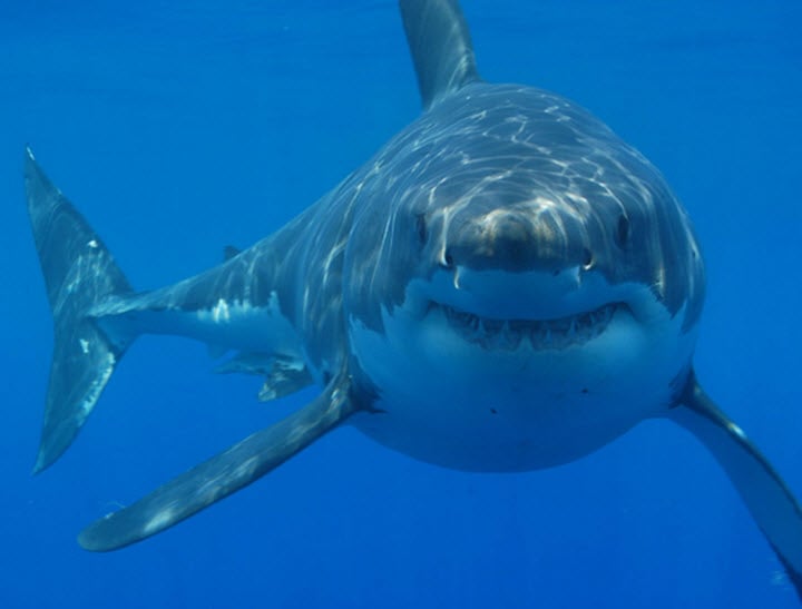 Shark