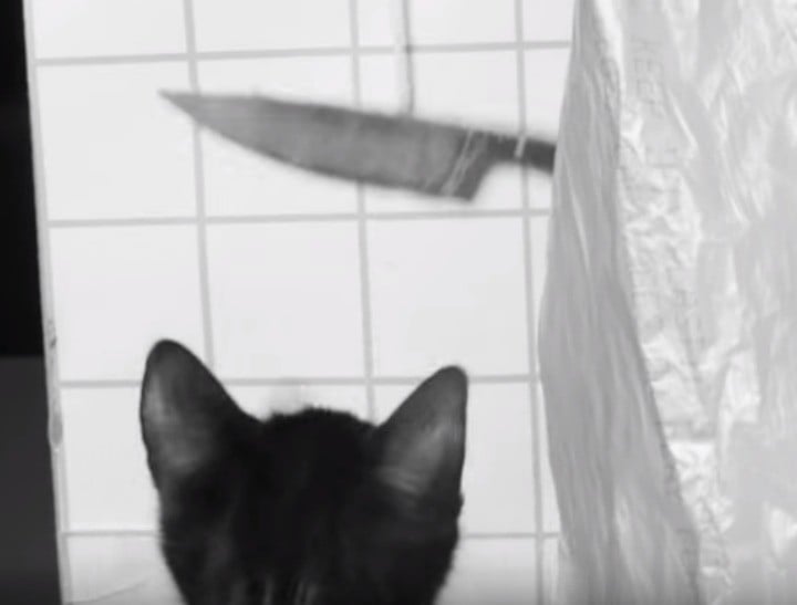 Kittens reenact horror movies