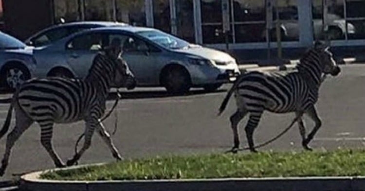 baby zebra animal kingdom lodge dies