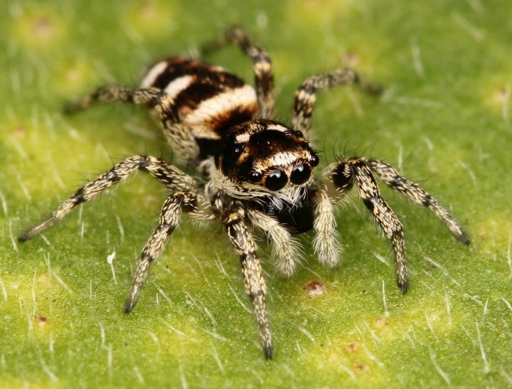 Police thought it was domestic violence, but it was a spider.