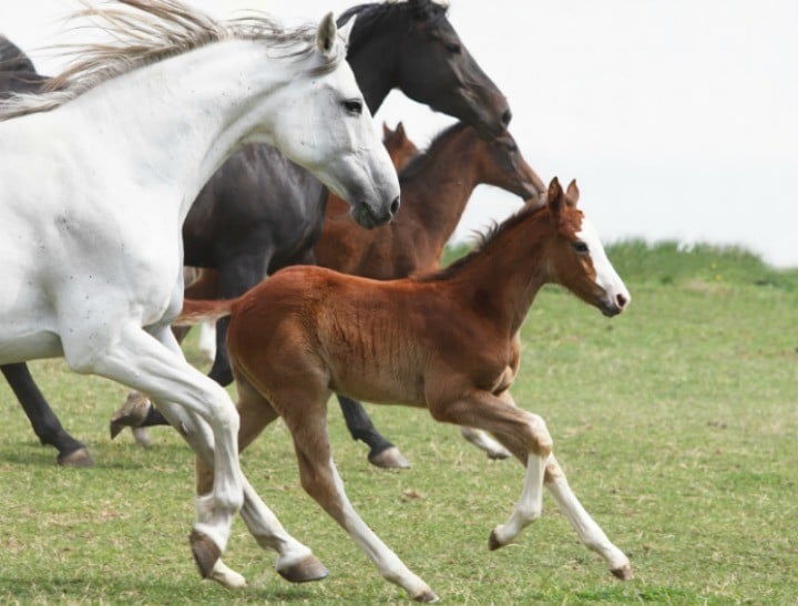 horses in text1