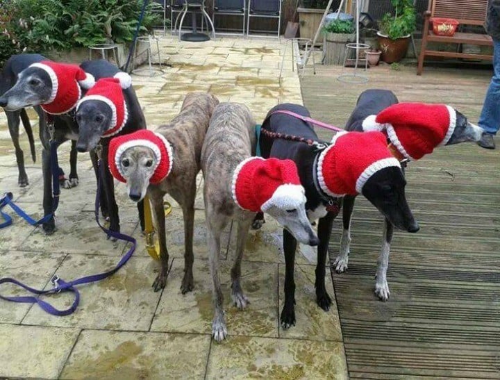 knitted jumpers for dogs