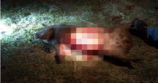 Wombat pixelated