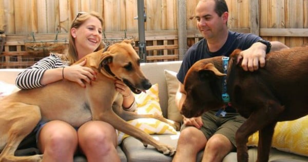 pet home stay