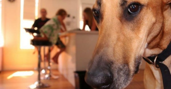 pet home stay