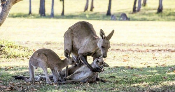 Kangaroo goodbye
