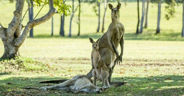 Kangaroo goodbye