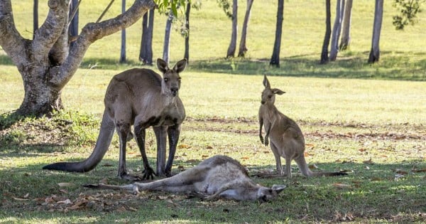 Kangaroo goodbye