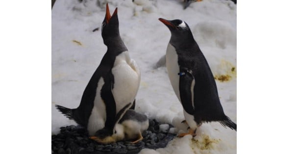 penguins instagram sealife melbourne
