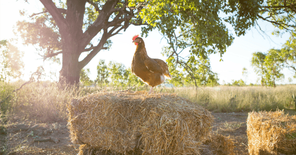 free-range eggs