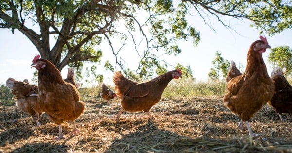 free-range eggs