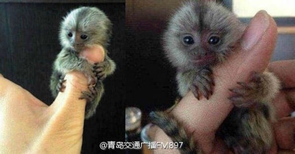 http://mashable.com/2016/02/11/pygmy-marmoset-pet/#NC4Onr57VkqN