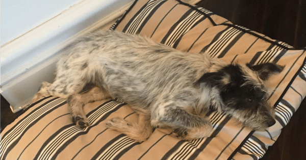 Mia new dog 3