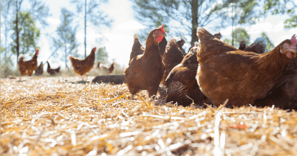 What Is Free-Range Chicken and What Does Free-Range Really Mean